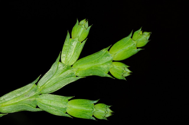 Calocedrus macrolepis