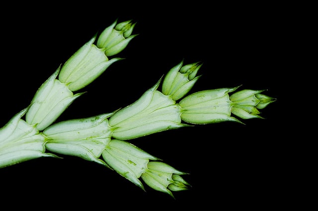 Calocedrus macrolepis (Calocedrus macrolepis)