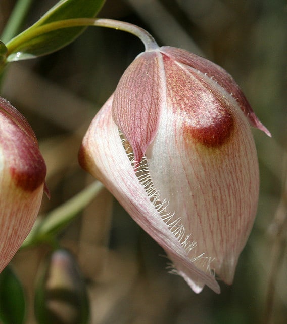 Calochortus albus