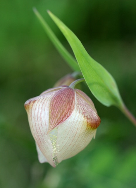 Calochortus albus