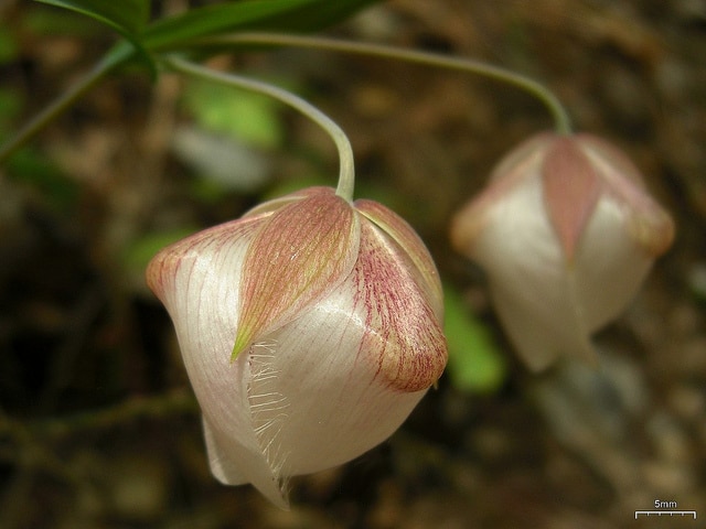 Calochortus albus