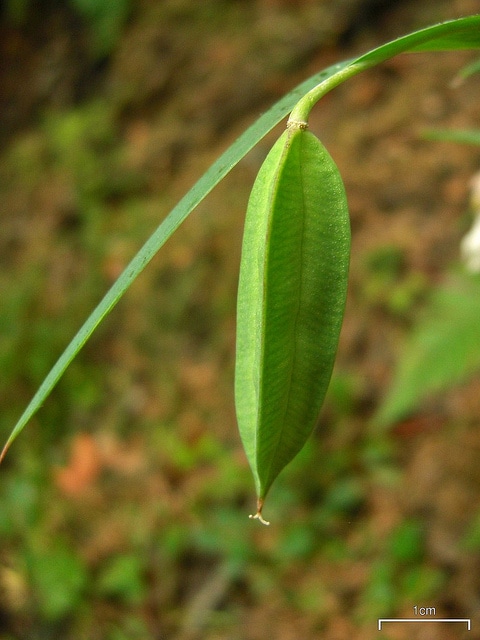 Calochortus albus