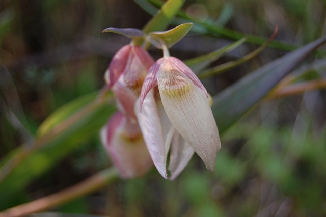 Calochortus albus