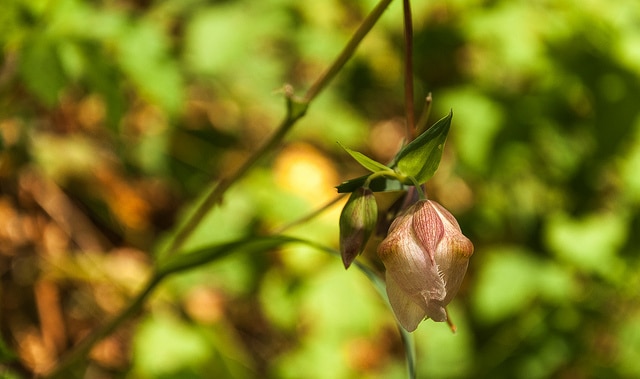 Calochortus albus (Calochortus albus)