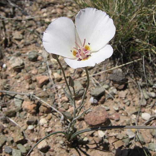 Calochortus ambiguus (Calochortus ambiguus)
