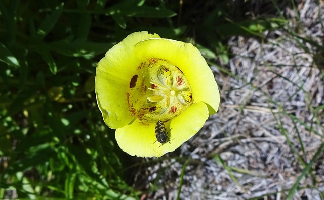 Calochortus aureus (Calochortus aureus)