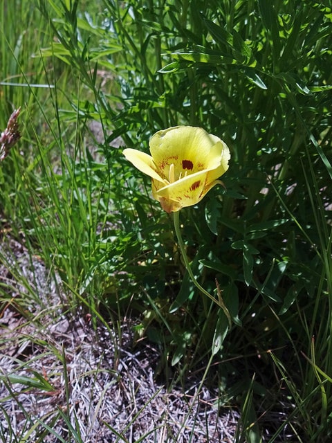 Calochortus aureus