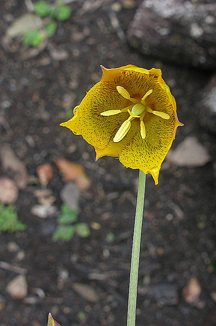 Calochortus barbatus (Calochortus barbatus)