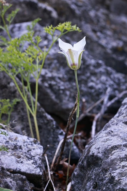 Calochortus bruneaunis (Calochortus bruneaunis)