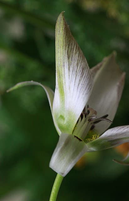Calochortus bruneaunis