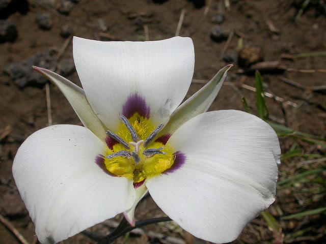 Calochortus bruneaunis