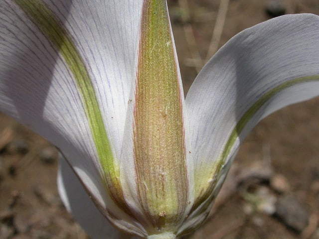 Calochortus bruneaunis