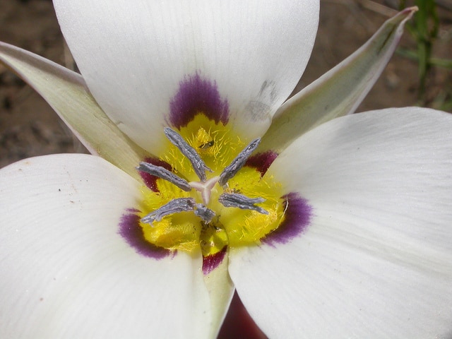 Calochortus bruneaunis