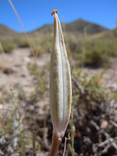 Calochortus bruneaunis