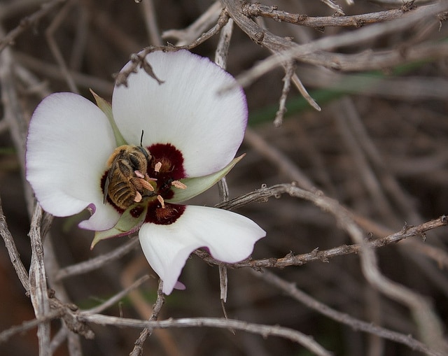 Calochortus catalinae