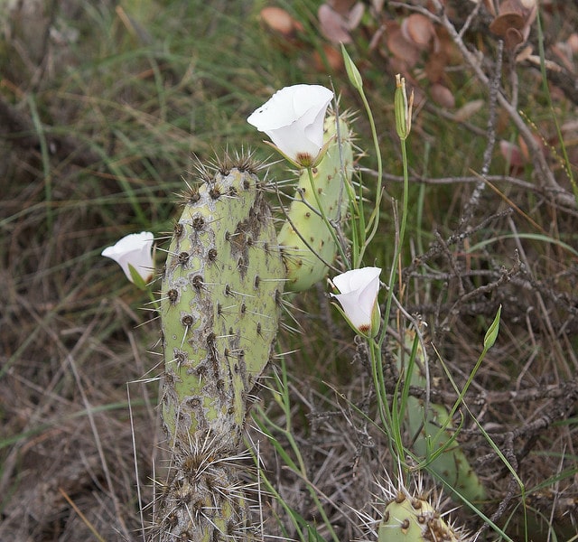 Calochortus catalinae