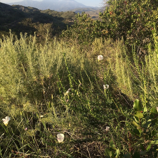 Calochortus catalinae