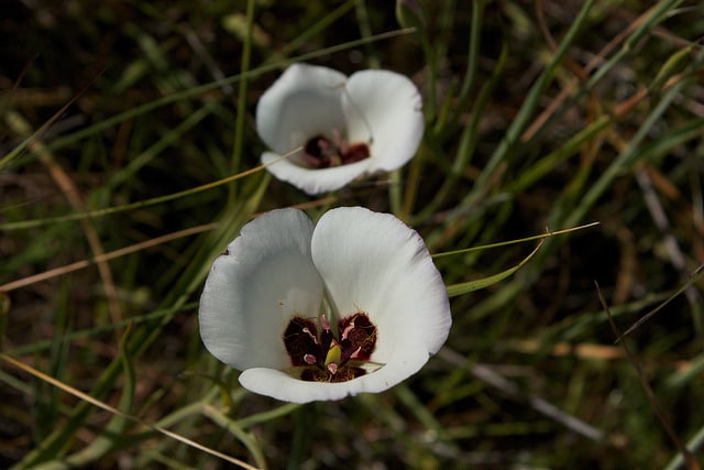 Calochortus catalinae