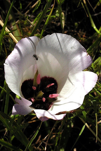 Calochortus catalinae