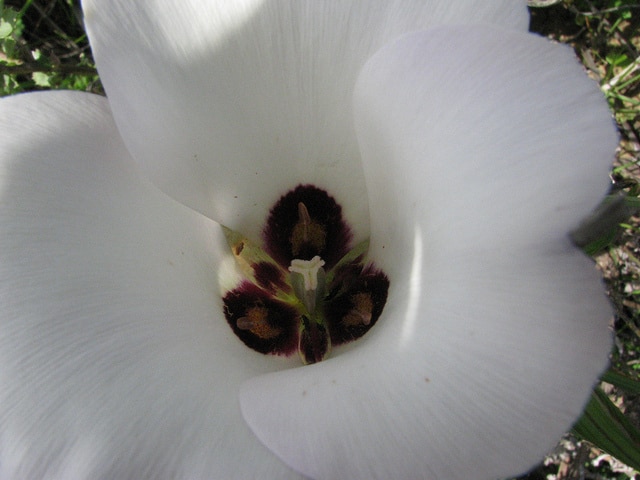 Calochortus catalinae (Calochortus catalinae)