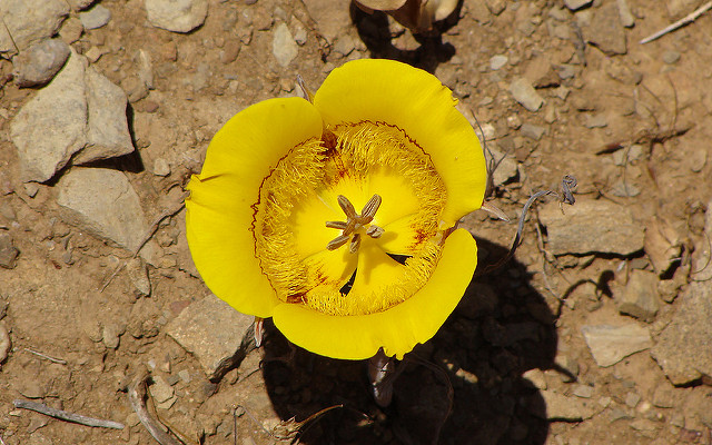 Calochortus clavatus