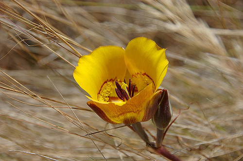 Calochortus clavatus