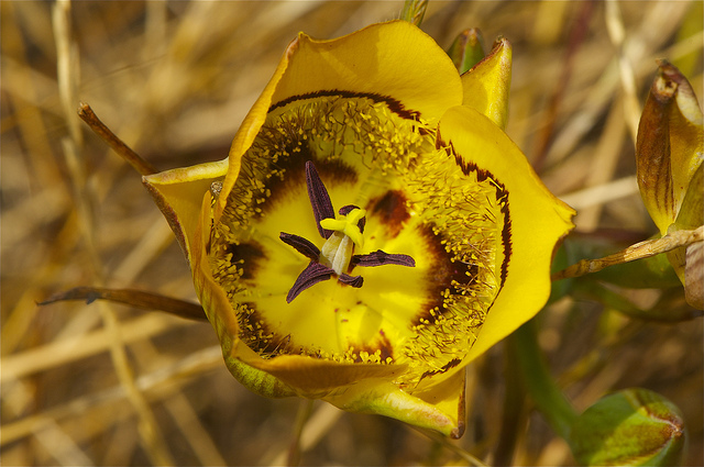 Calochortus clavatus