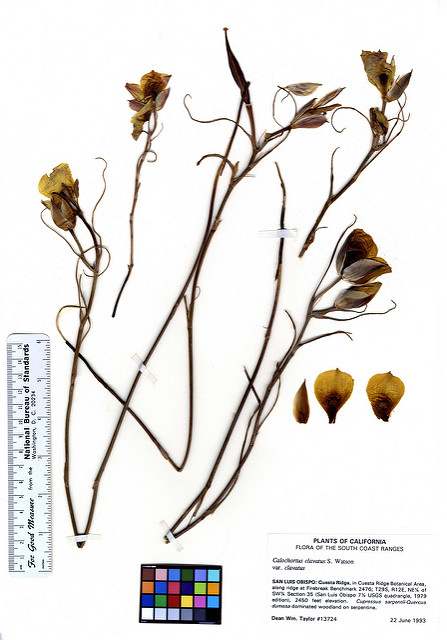 Calochortus clavatus