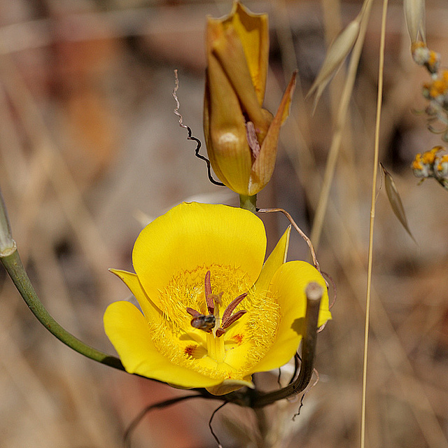 Calochortus clavatus
