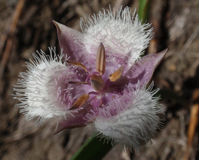 Calochortus coeruleus (Calochortus coeruleus)