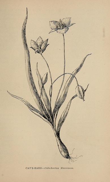 Calochortus coeruleus