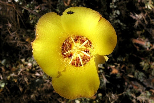 Calochortus concolor (Calochortus concolor)