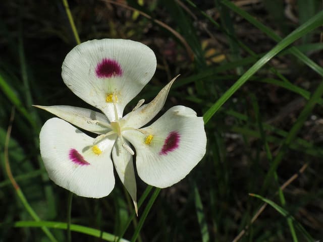 Calochortus eurycarpus