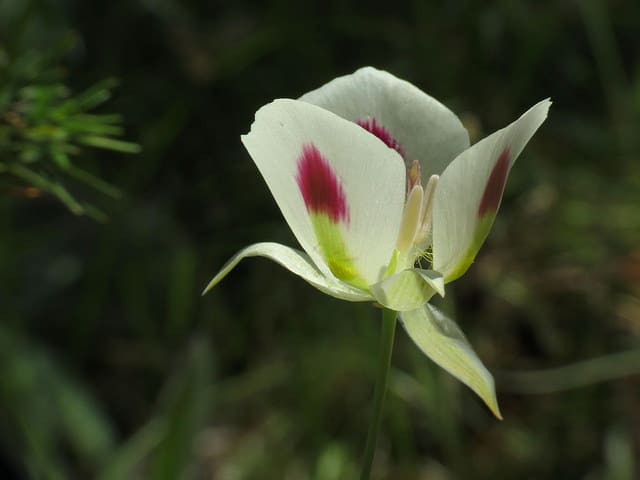 Calochortus eurycarpus