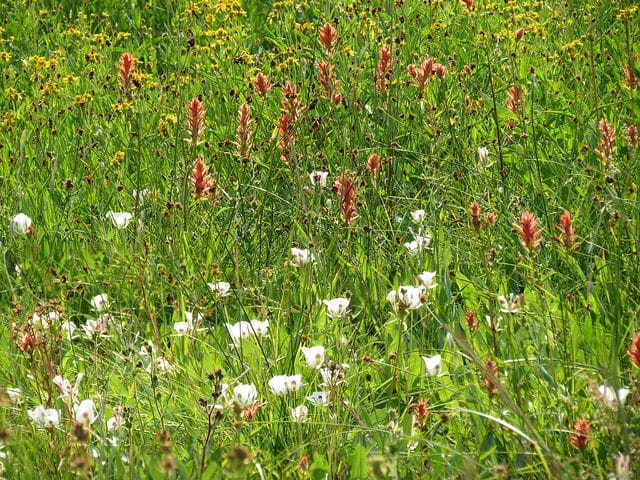 Calochortus eurycarpus