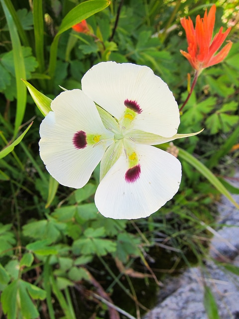 Calochortus eurycarpus