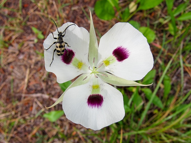 Calochortus eurycarpus (Calochortus eurycarpus)
