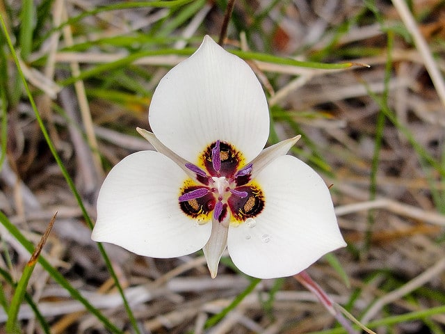 Calochortus excavatus (Calochortus excavatus)