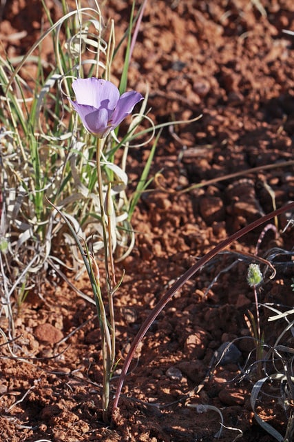 Calochortus flexuosus