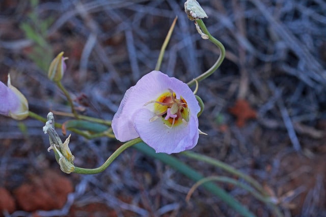 Calochortus flexuosus