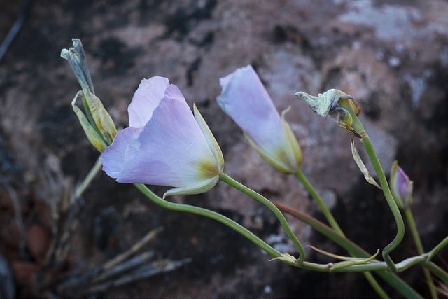 Calochortus flexuosus