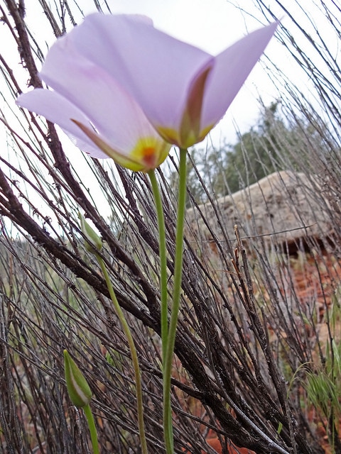 Calochortus flexuosus