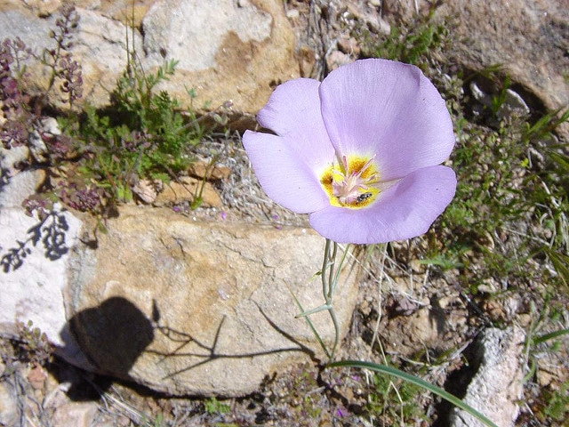 Calochortus flexuosus