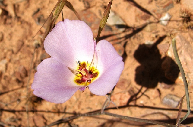 Calochortus flexuosus (Calochortus flexuosus)