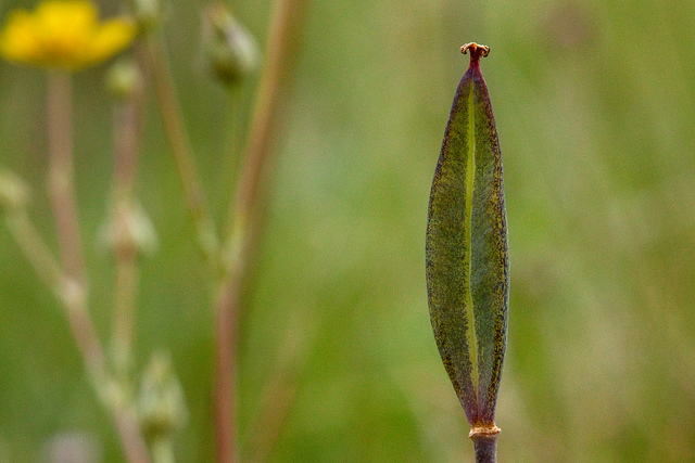 Calochortus gunnisonii (Calochortus gunnisonii)