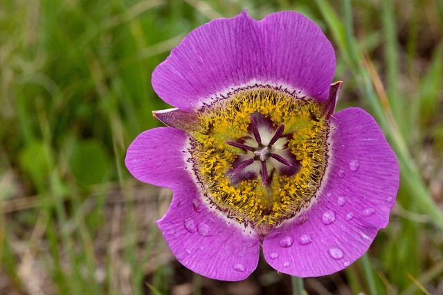 Calochortus gunnisonii
