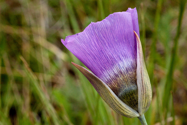 Calochortus gunnisonii