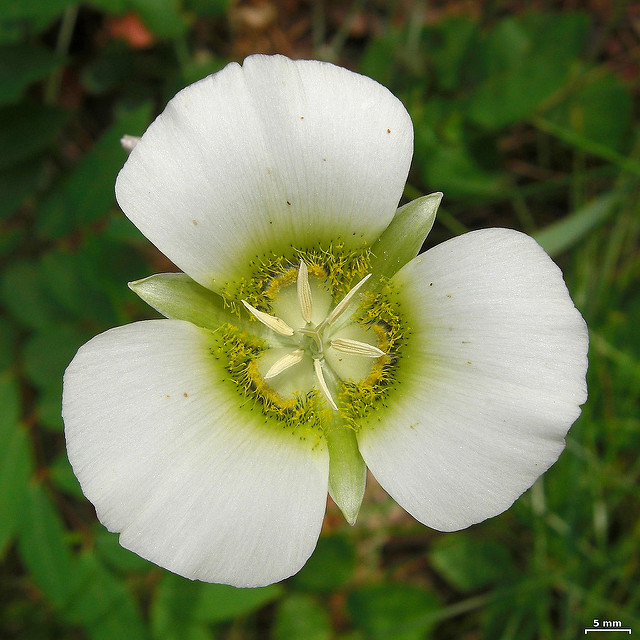 Calochortus gunnisonii