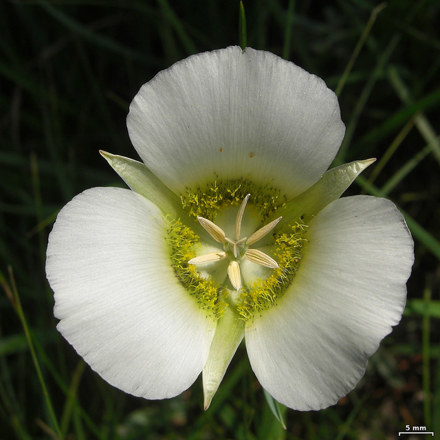 Calochortus gunnisonii