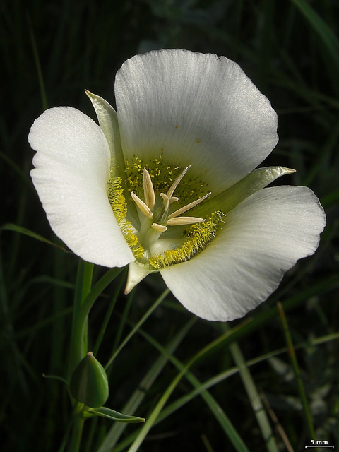 Calochortus gunnisonii